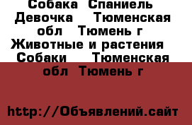 Собака. Спаниель. Девочка. - Тюменская обл., Тюмень г. Животные и растения » Собаки   . Тюменская обл.,Тюмень г.